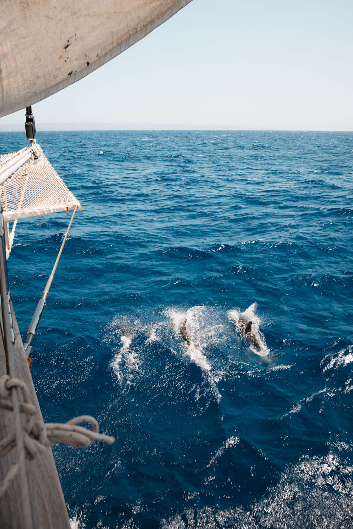 Segeltörn mit Sailing Classics – Delfine
