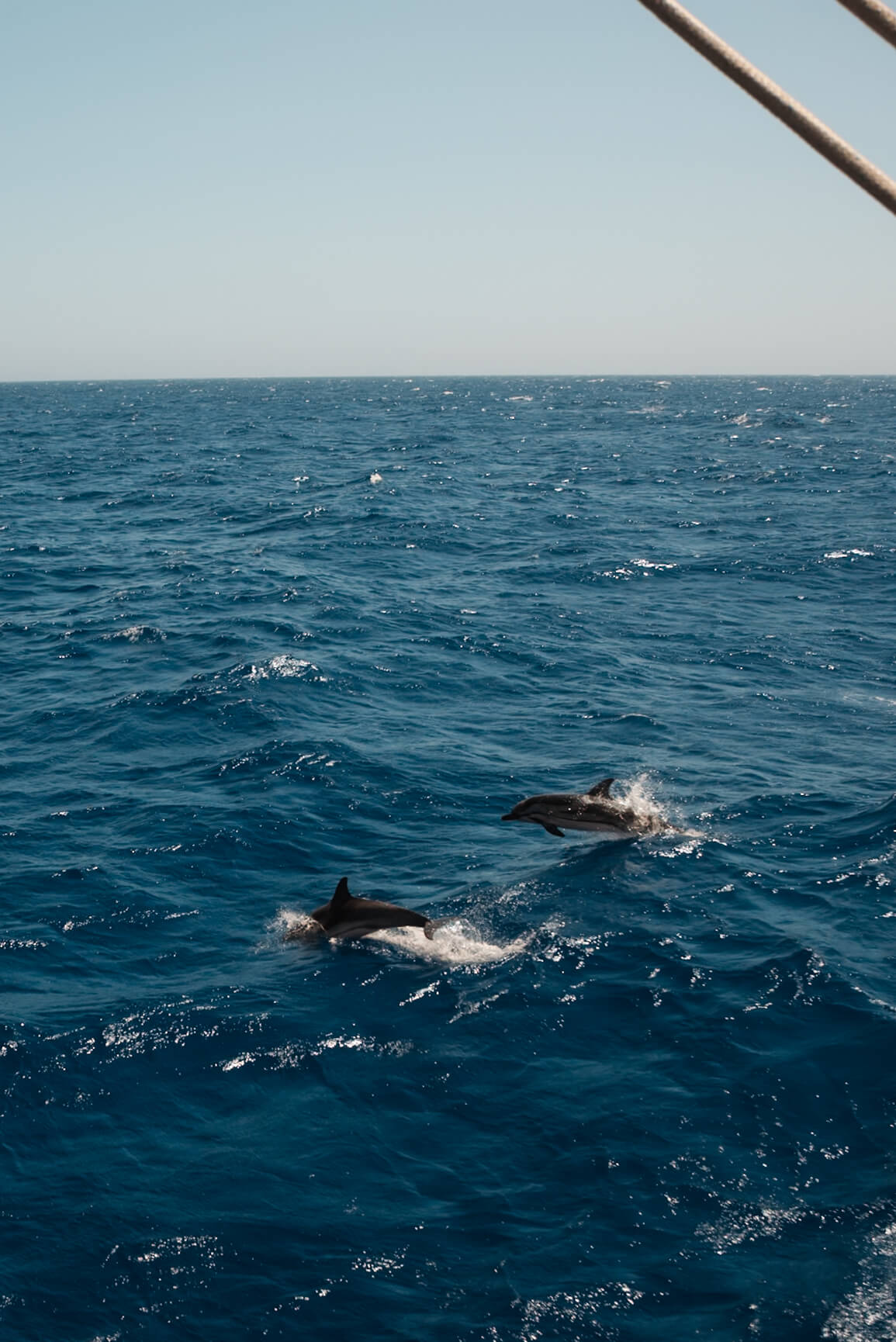 Segeln in den Kykladen – Delfine