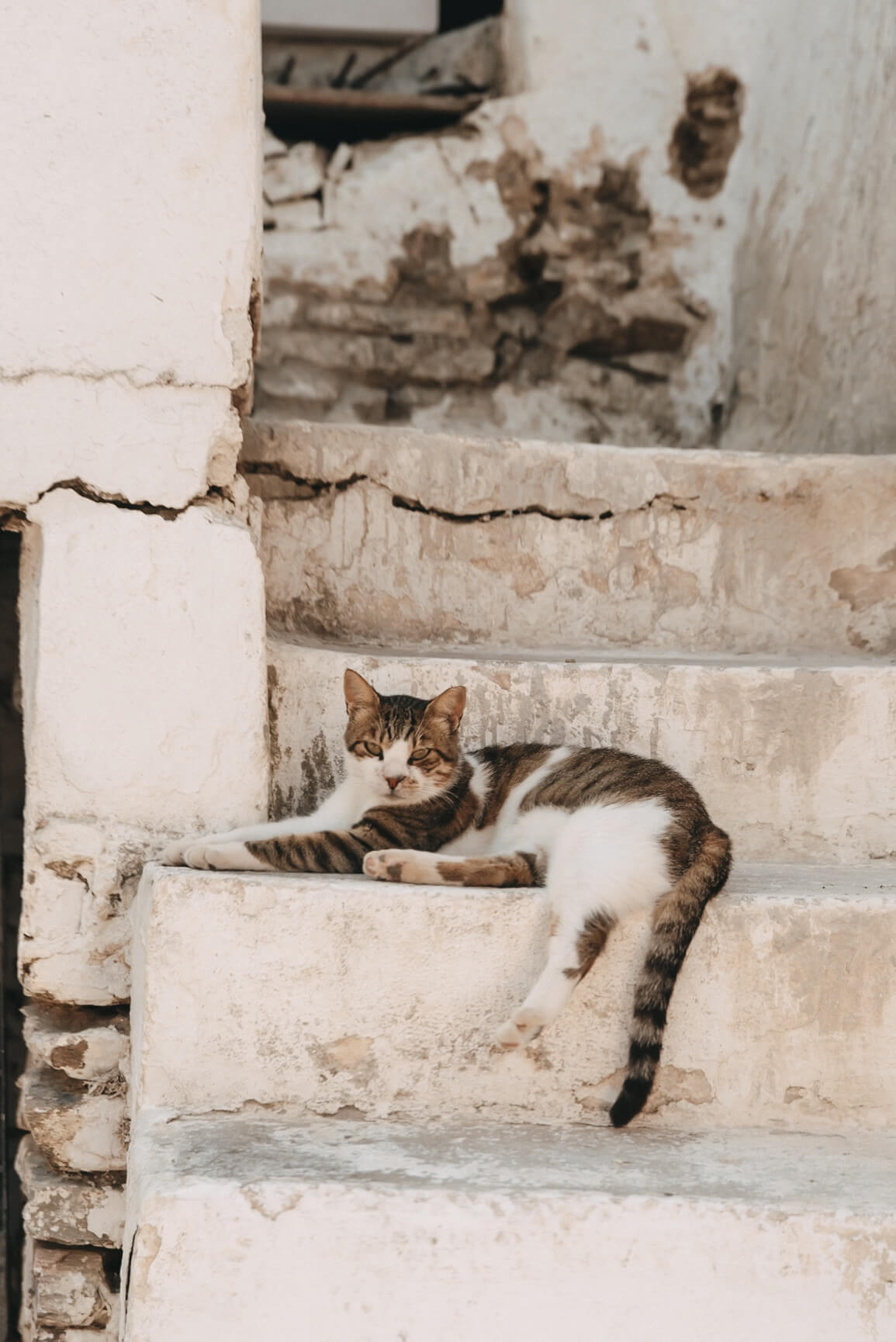 Segeltörn in den Kykladen – Katze in Dryopida (Kythnos)