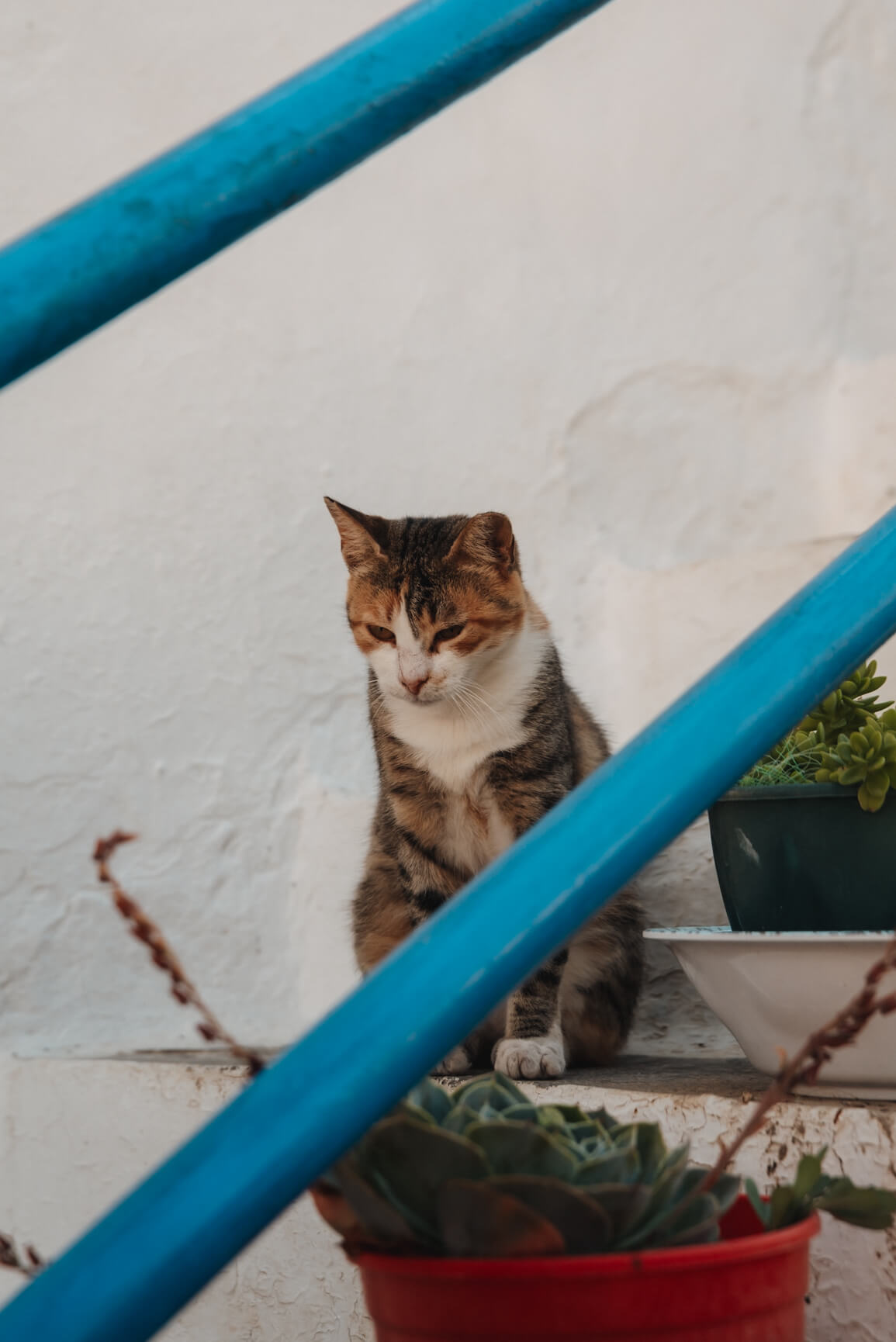 Segeln in den Kykladen – Katze in Dryopida (Kythnos)