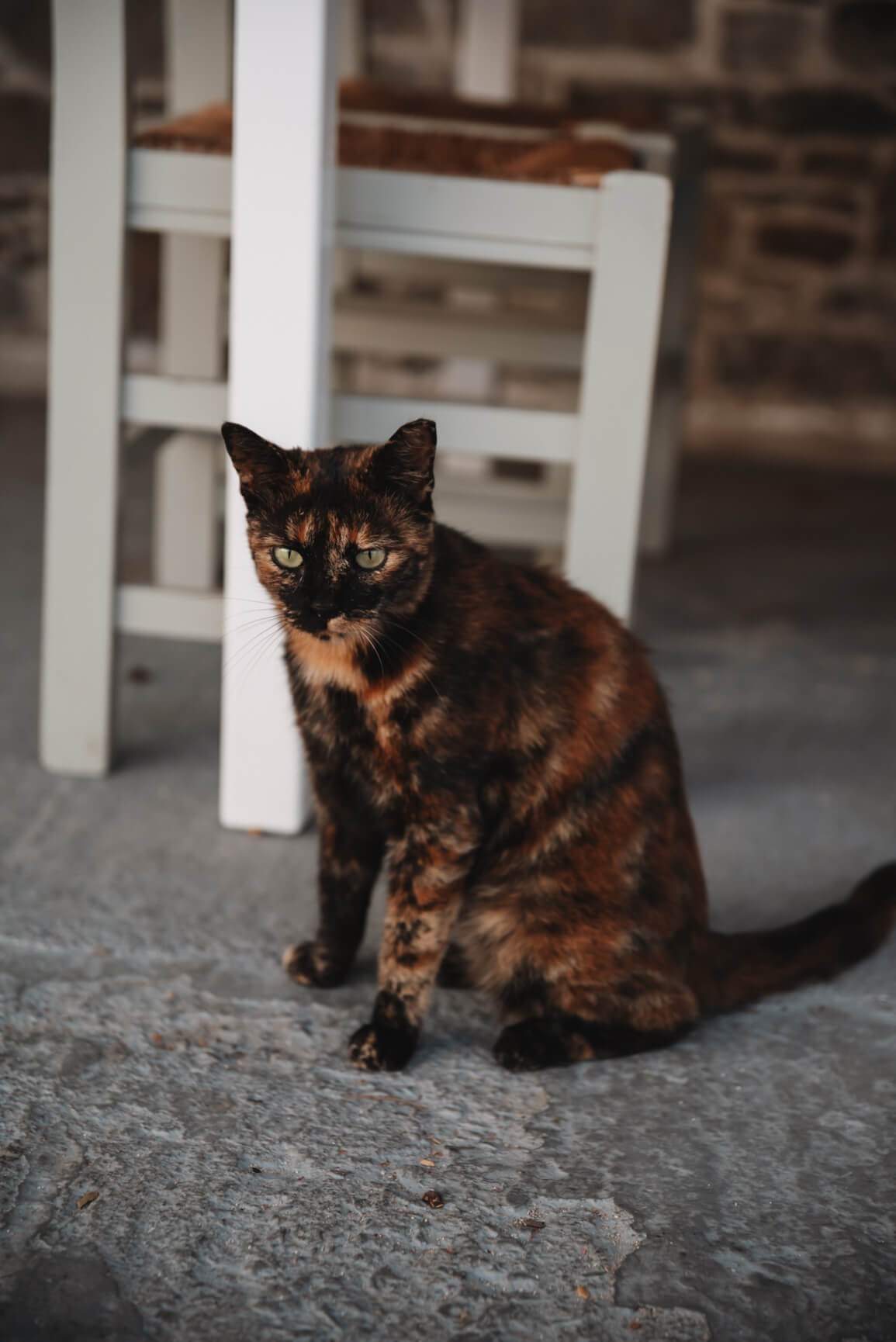 Segeltörn in den Kykladen – Katze in Merichas