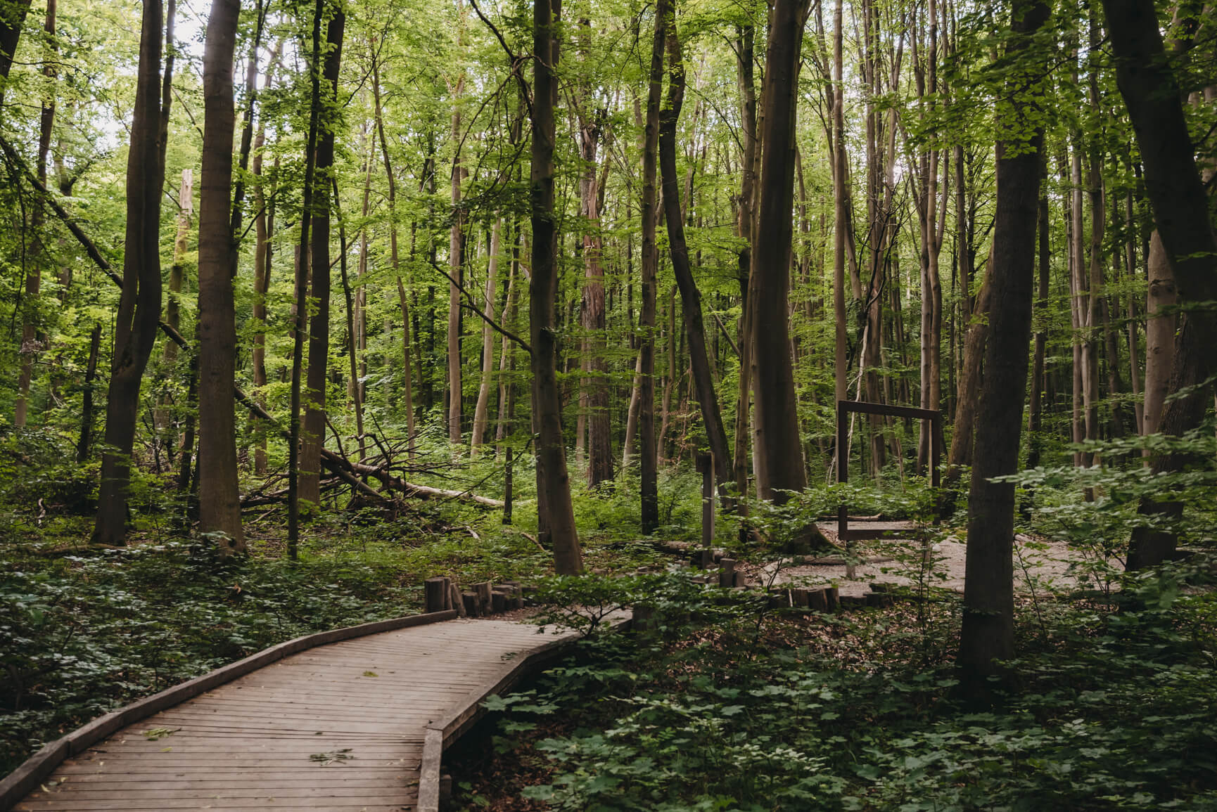 Die Waldpromenade im Nationalpark Hainich