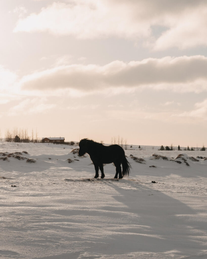 Islandpferd im Winter