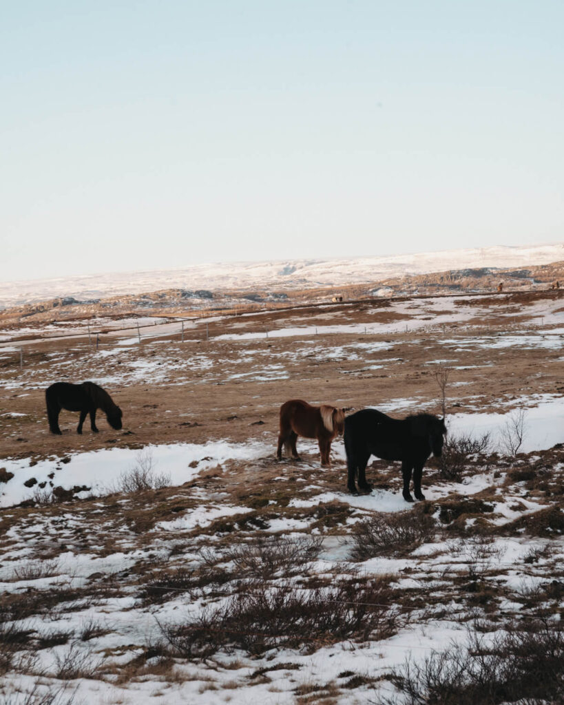 Island-Pferde auf der Finnstaðir-Ranch