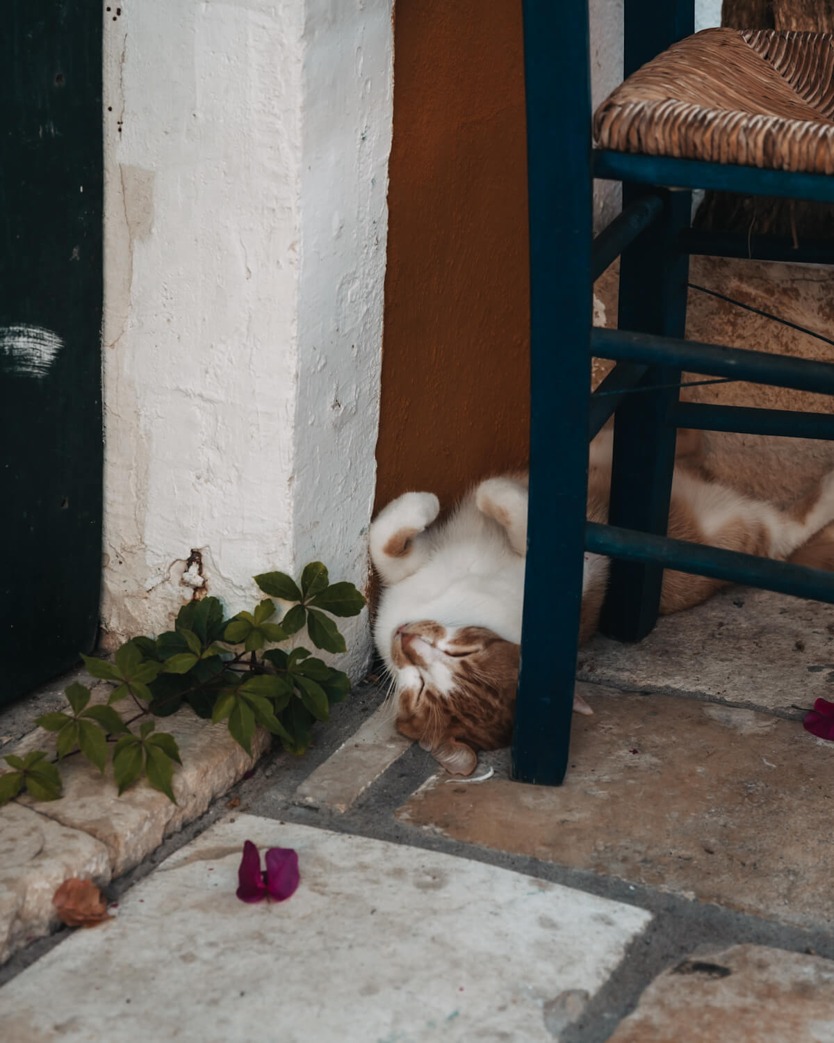 Katze auf Ithaka