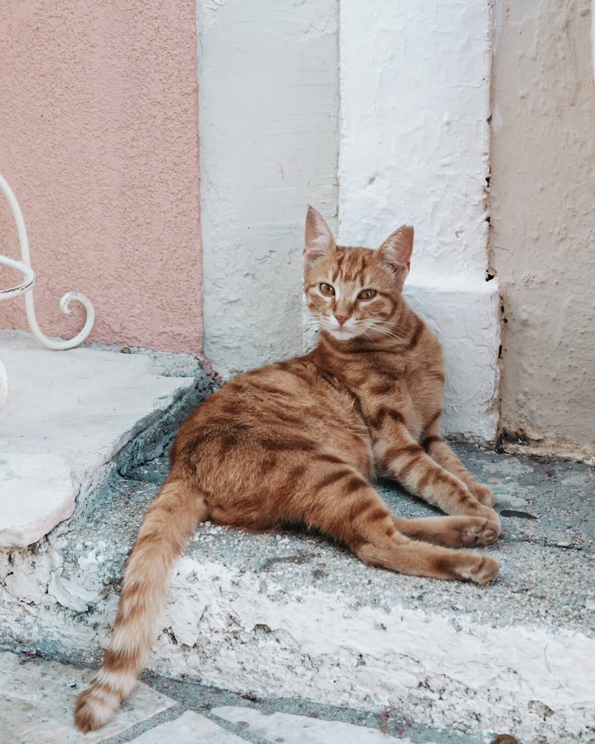 Segeltörn in Griechenland: Eine Katze auf Paxos