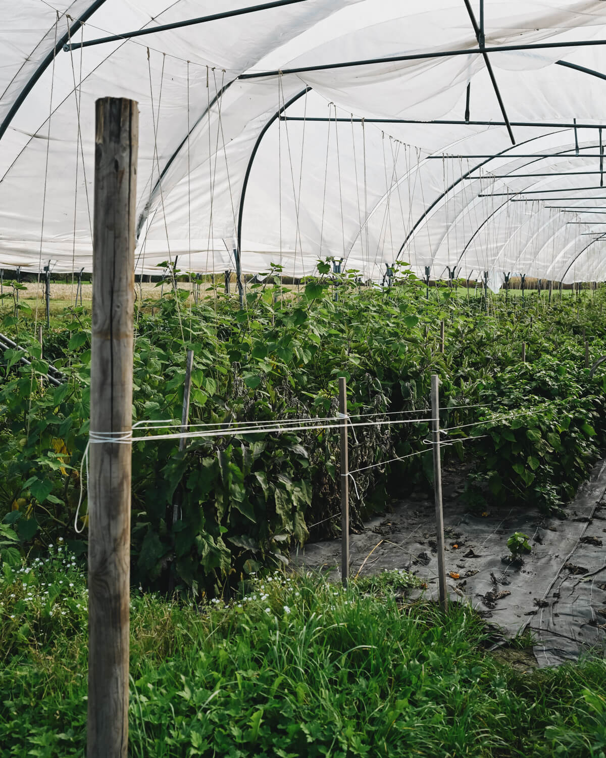 Auf dem Vetterhof in Vorarlberg